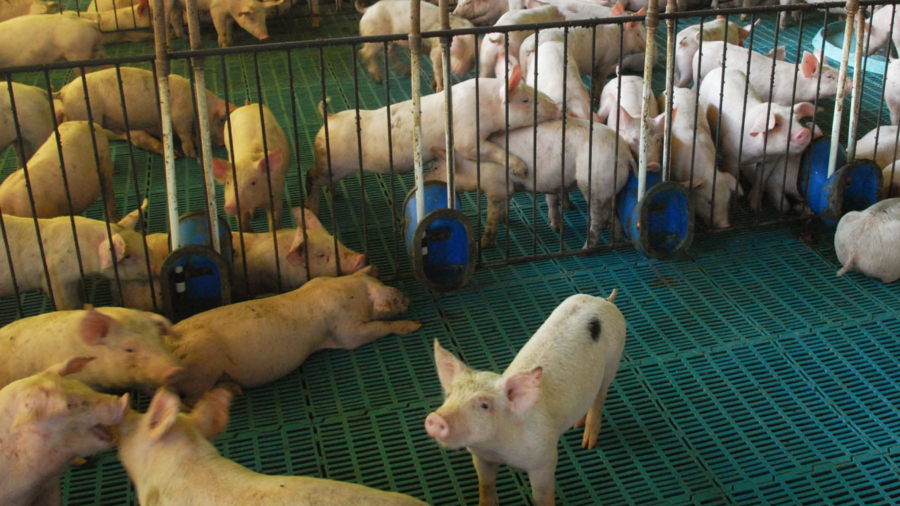 Paraná reduz de 12% para 6% o ICMS na comercialização de suíno vivo. Foto: Foto Jonas Oliveira